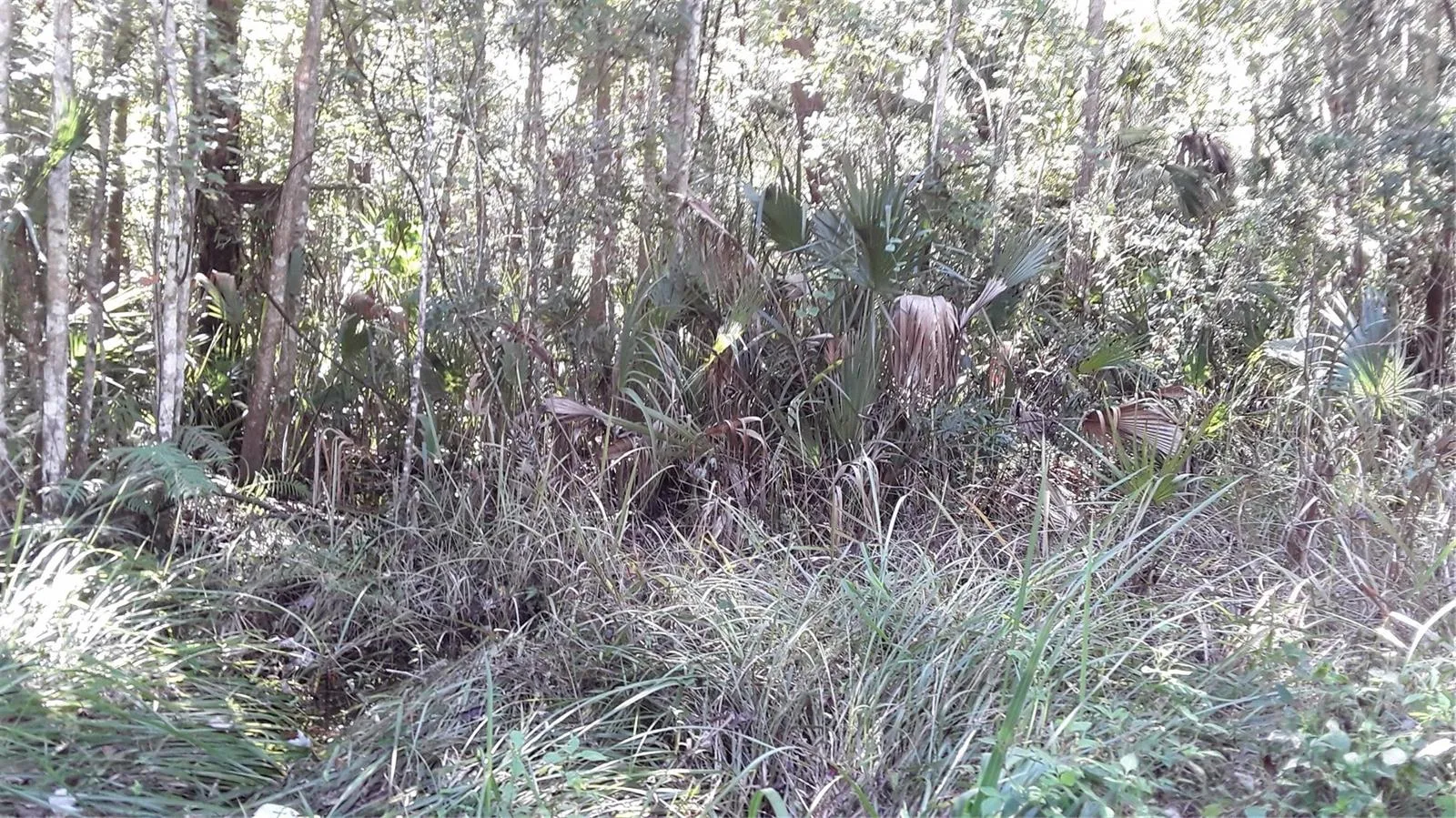 Citra, Florida 32113, 0 , 0 ,0,Land,For Sale,37TH TERRACE,0,OM644279