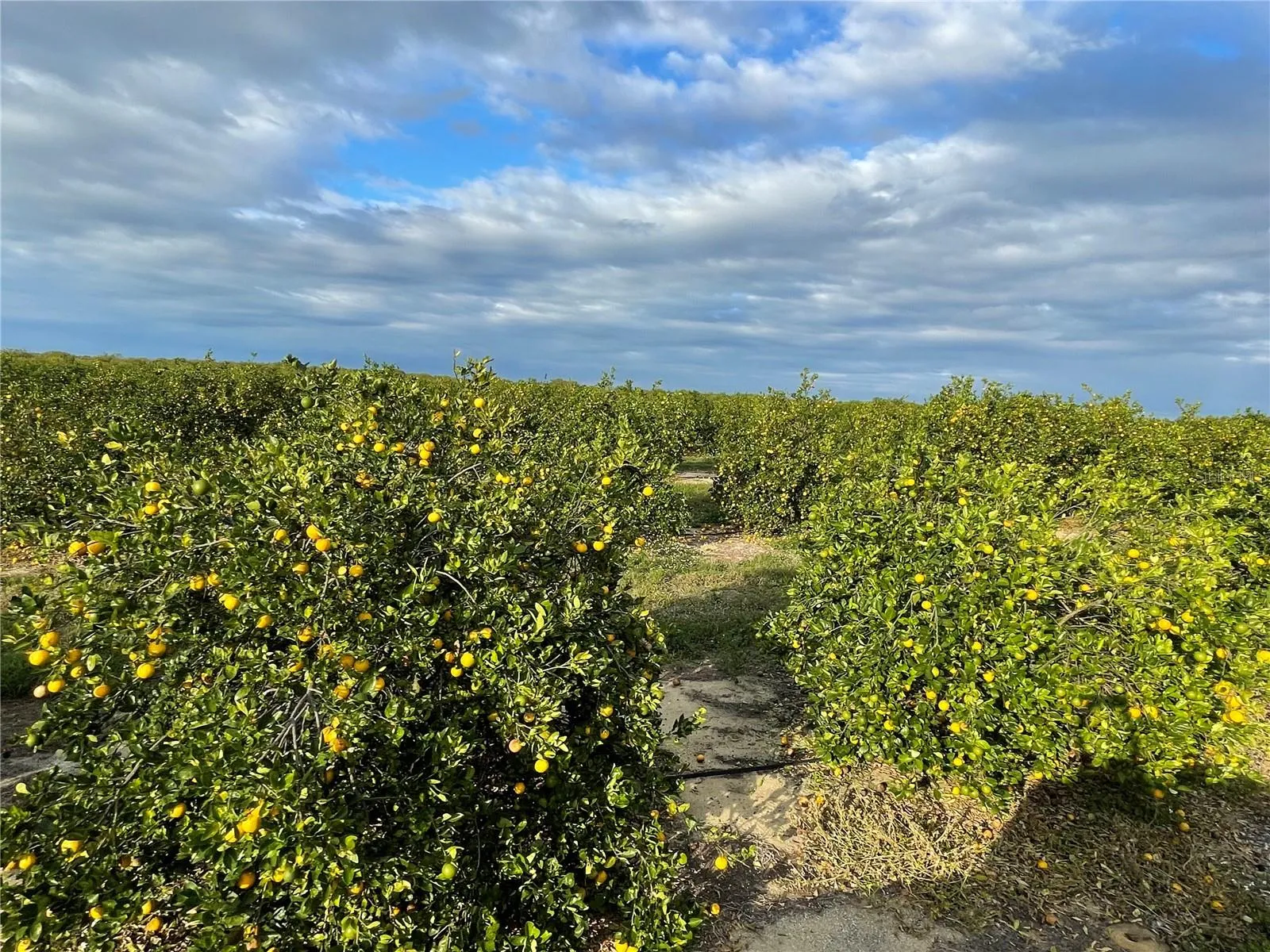 Frostproof, Florida 33843, 0 , 0 ,0,Land,For Sale,LAWRENCE STEWART,0,K4901875