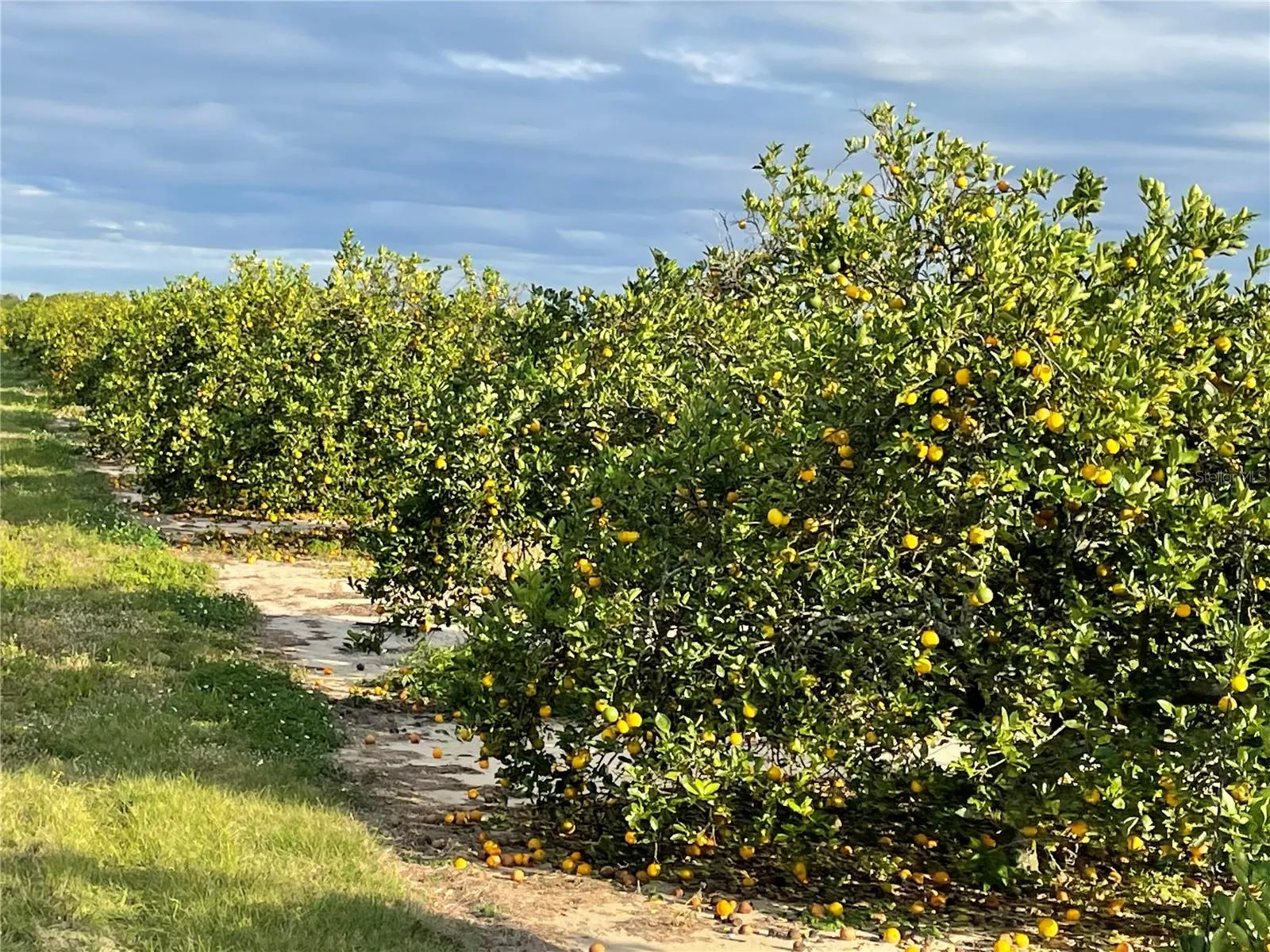 Frostproof, Florida 33843, 0 , 0 ,0,Land,For Sale,LAWRENCE STEWART,0,K4901875