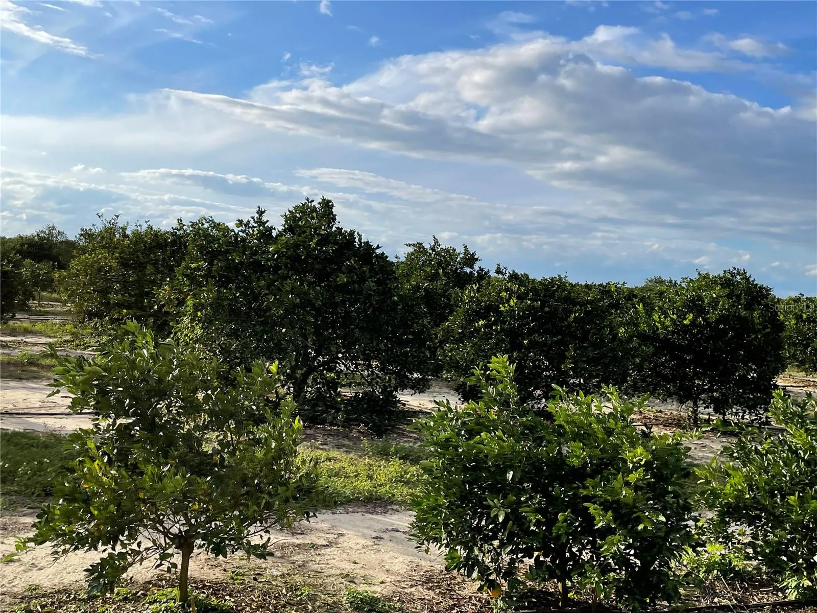 Frostproof, Florida 33843, 0 , 0 ,0,Land,For Sale,LAWRENCE STEWART,0,K4901875