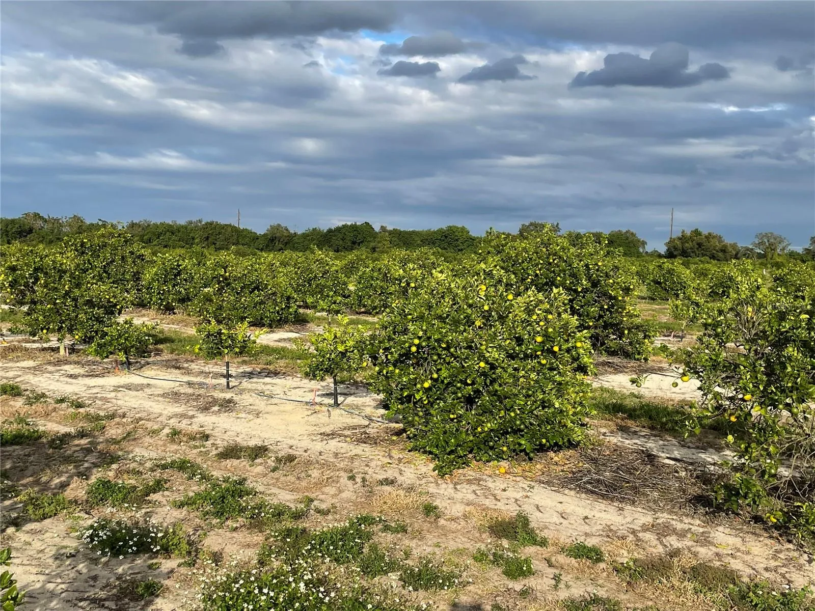 Frostproof, Florida 33843, 0 , 0 ,0,Land,For Sale,LAWRENCE STEWART,0,K4901875