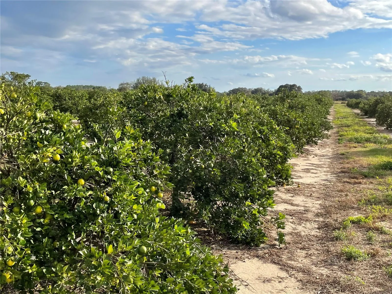 Frostproof, Florida 33843, 0 , 0 ,0,Land,For Sale,LAWRENCE STEWART,0,K4901875