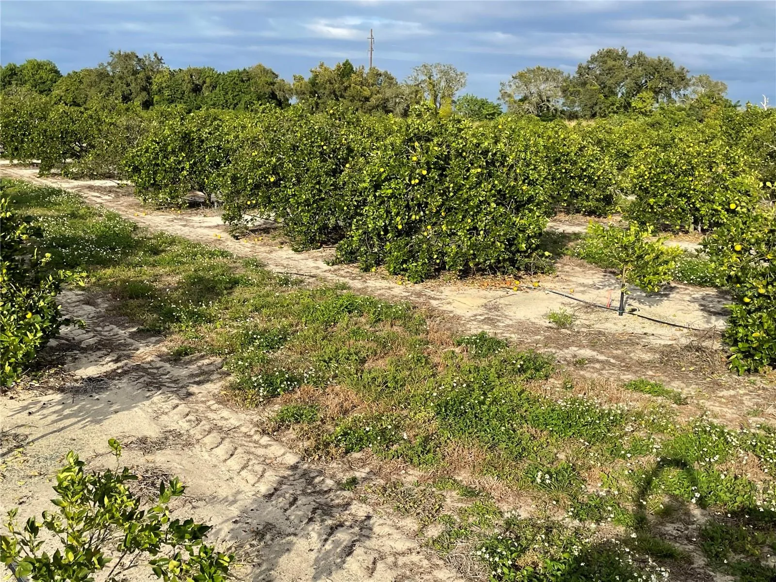 Frostproof, Florida 33843, 0 , 0 ,0,Land,For Sale,LAWRENCE STEWART,0,K4901875