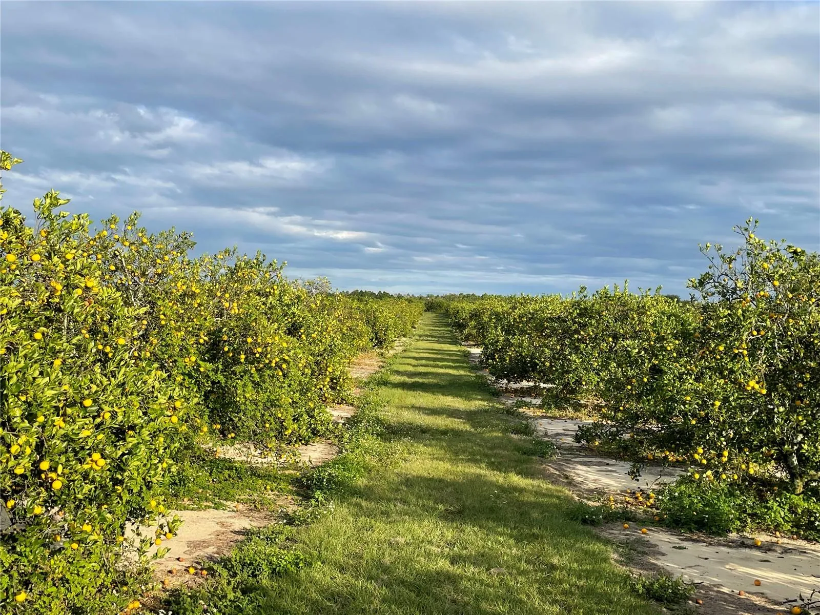 Frostproof, Florida 33843, 0 , 0 ,0,Land,For Sale,LAWRENCE STEWART,0,K4901875