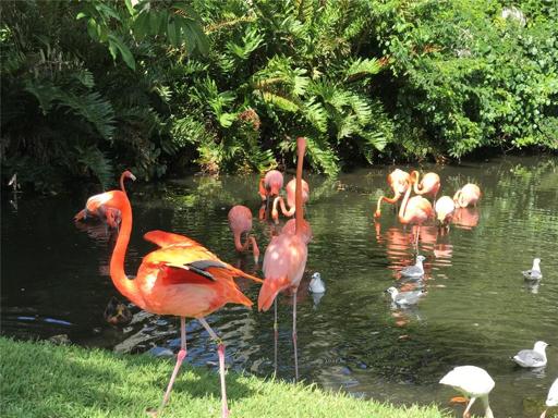 Jungle Garden Park