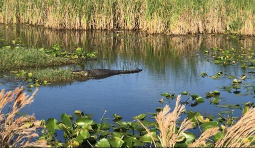 Pond/Florida nature 
