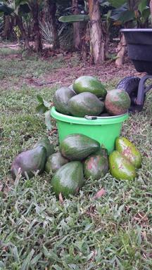 Avocados