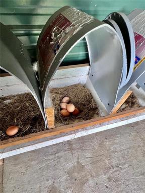 Chicken Coop