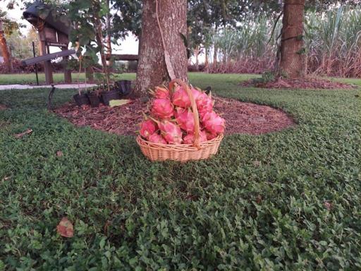 Dragon Fruit