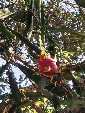 Dragon Fruit