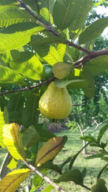 Guava trees