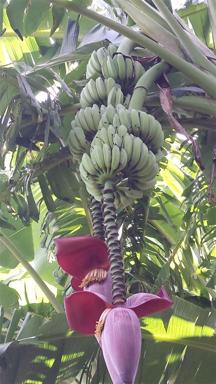 Banana Trees