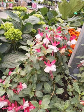 Local Flowers