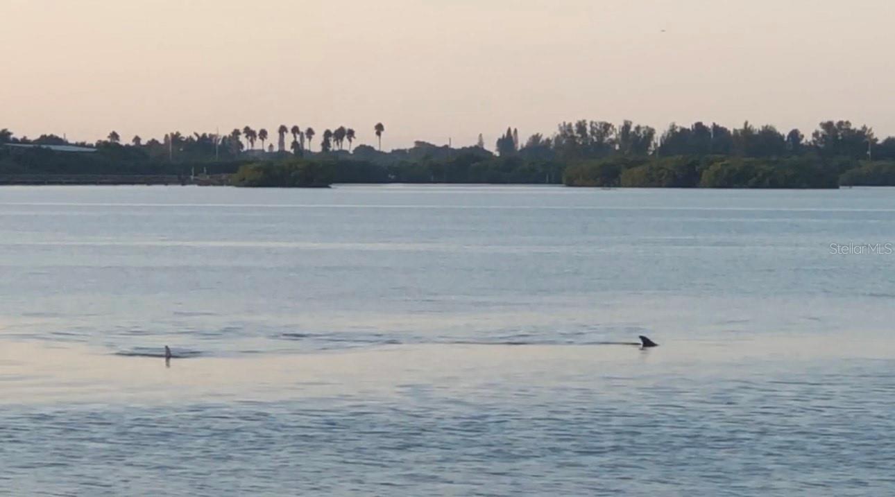 Dolphins swam passing by the pier