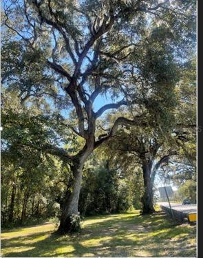 Tree Canopy