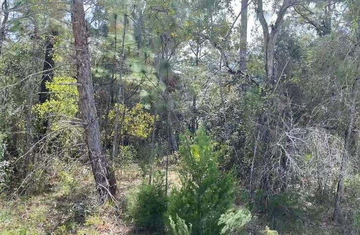 The area along Birmingham Ave is forested, providing privacy from neighbors.