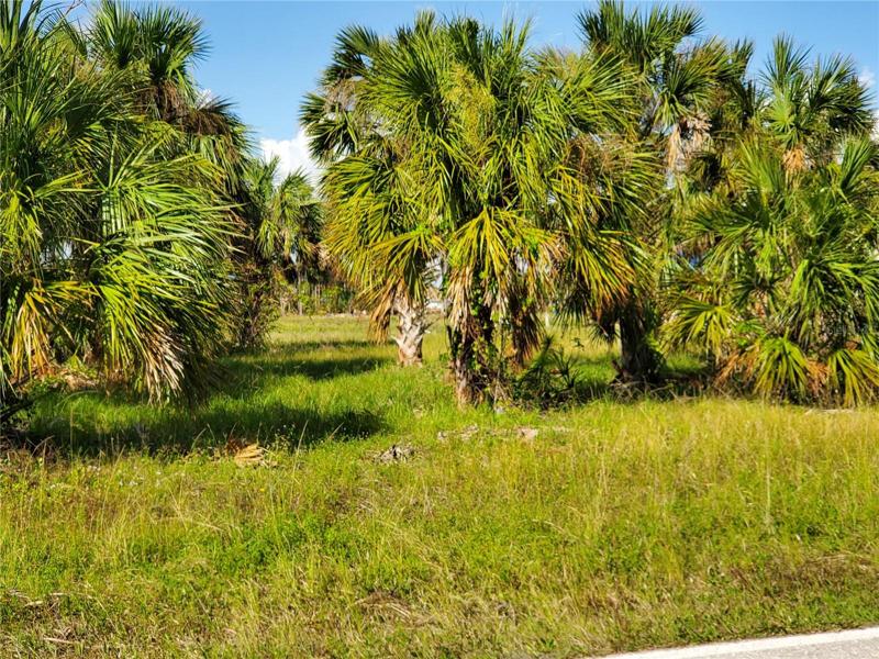 Partially mowed, several palm trees. 