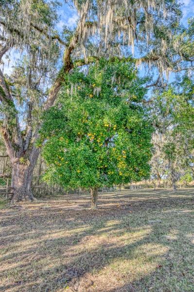 Orange Tree