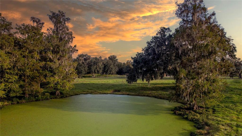 cypress pond