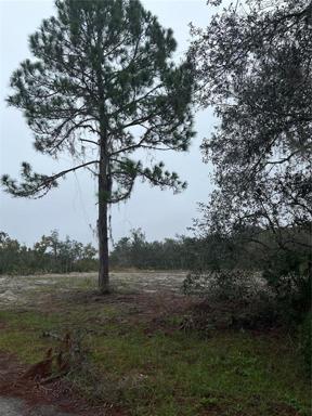 Mature Pine Cone Tree 