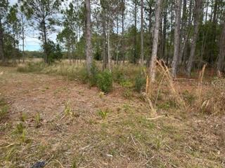 Otter Dr - Lot 58 - partially cleared vacant land