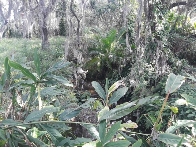 Bullfrog Creek