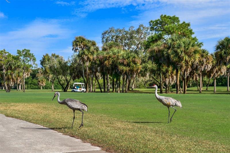 SAND HILL CRANES CHECKING OUT THE GOLFERS