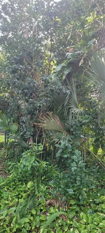 Buildable Vacant Lot