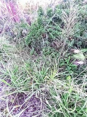 Lots of brush, not many trees