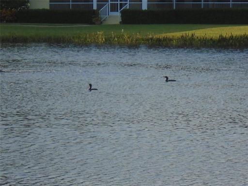 Lake Amberwynd