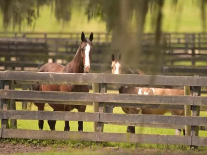 Ocala - Horse Country