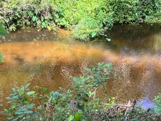 Bull Frog Creek