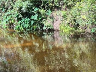 Bull Frog Creek