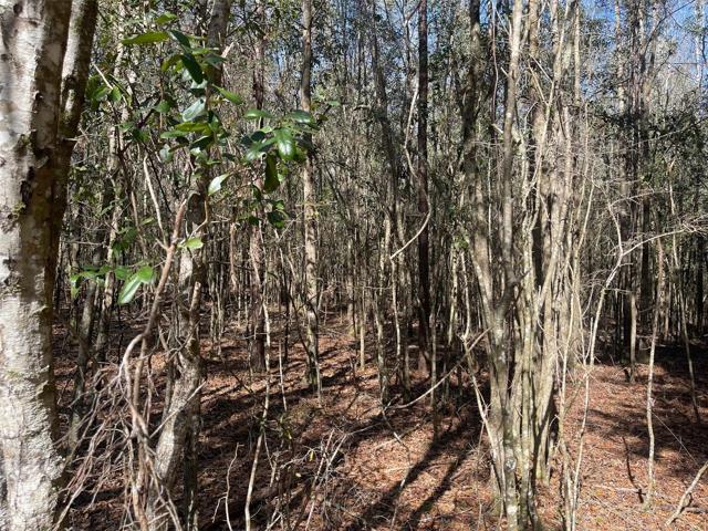 Lots of trees