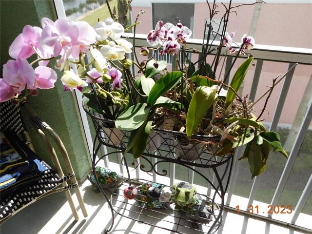 pretty, pretty orchids