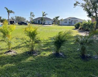 New Plants outline the back yard