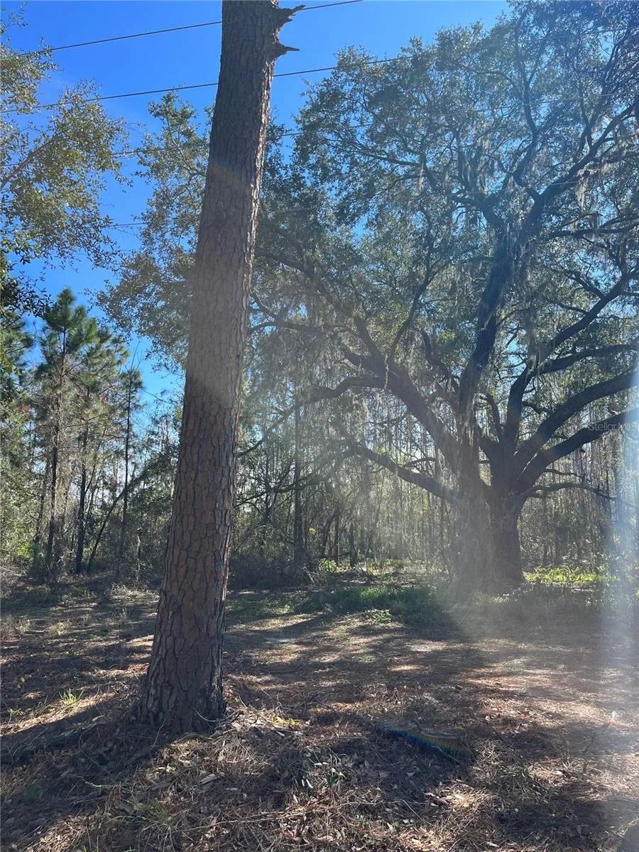High and dry with oaks