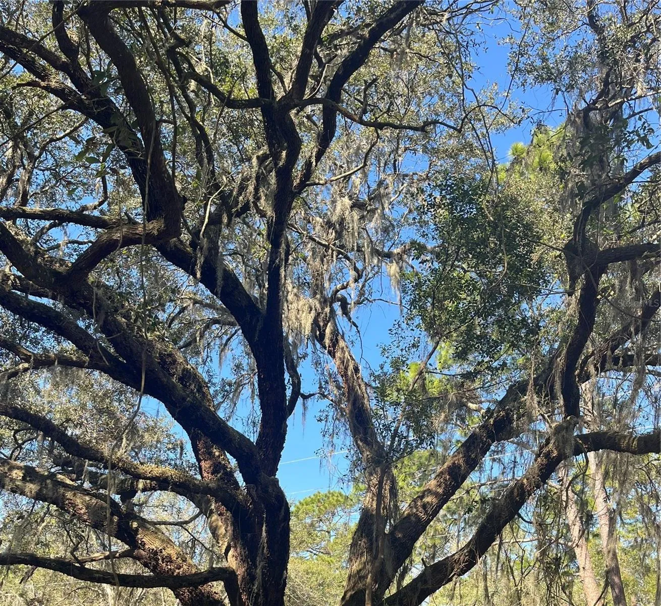 Giant Oak Tree