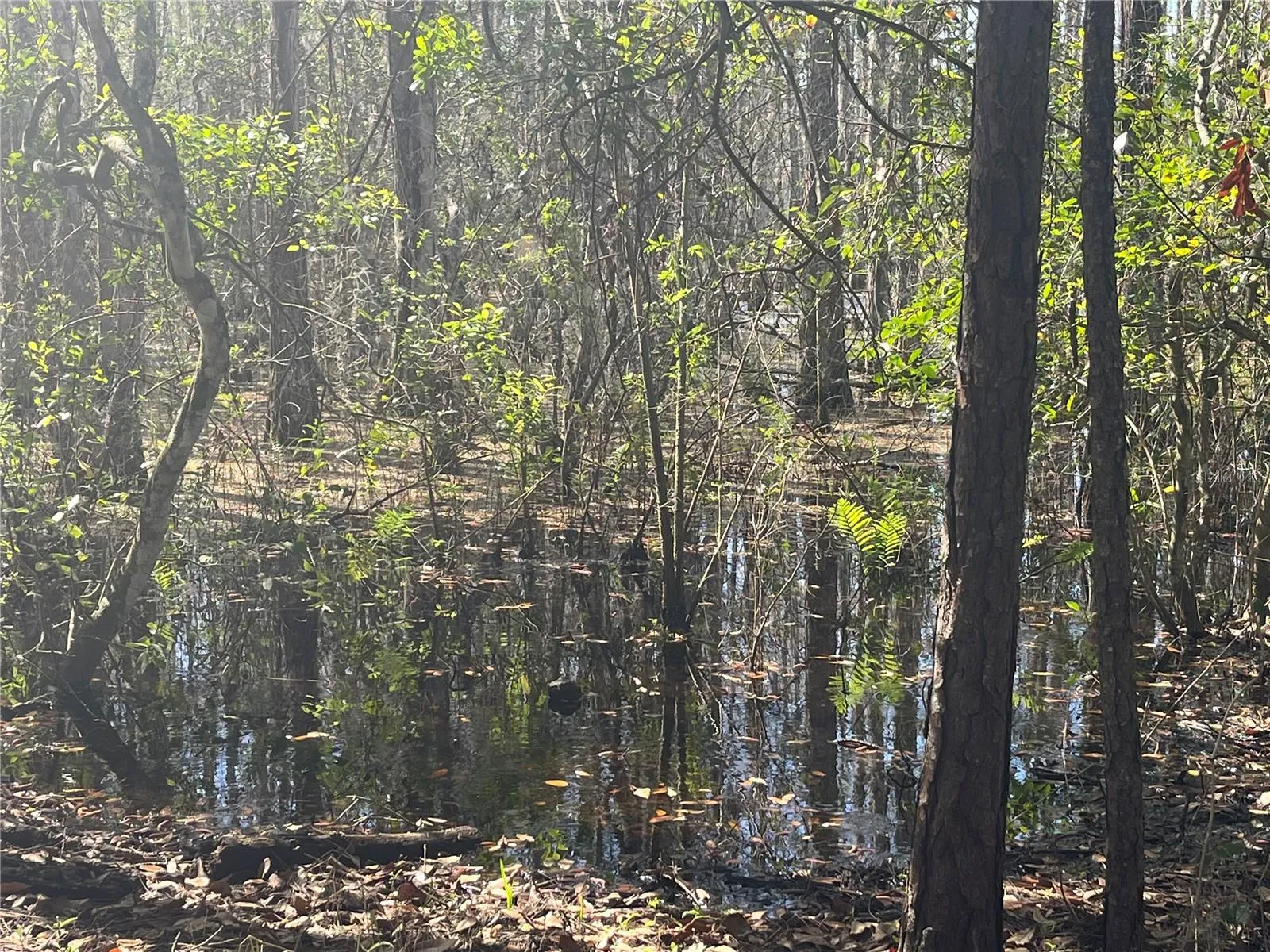 Water-pond-marsh