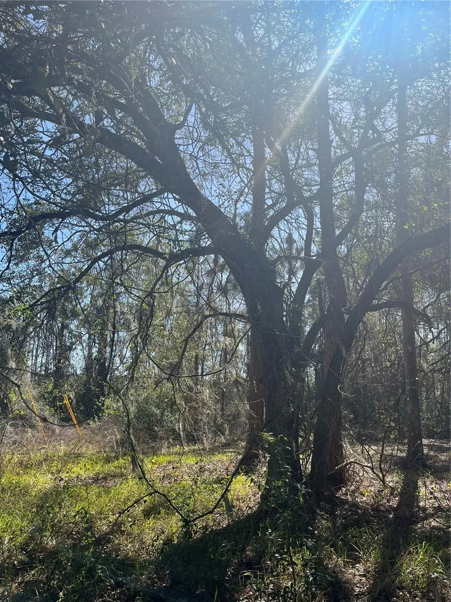 Beautiful oaks