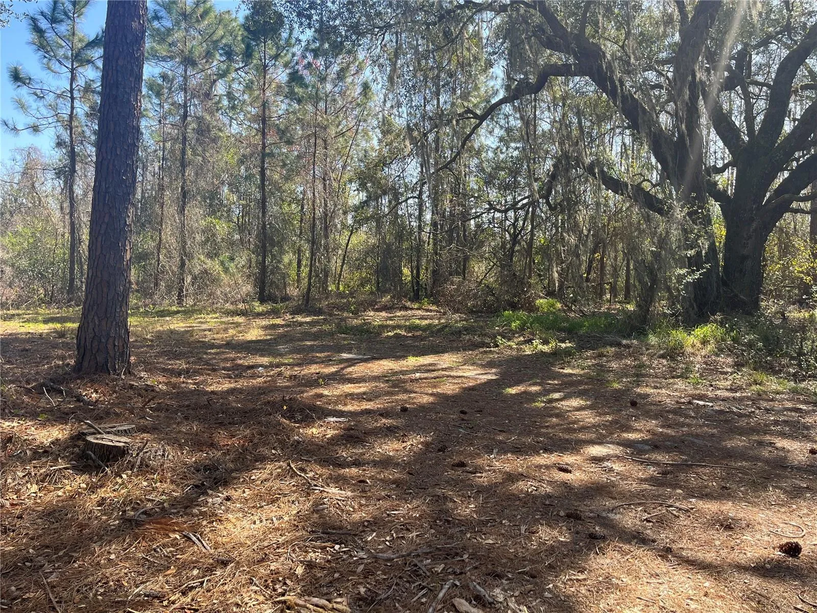 Cleared Land
