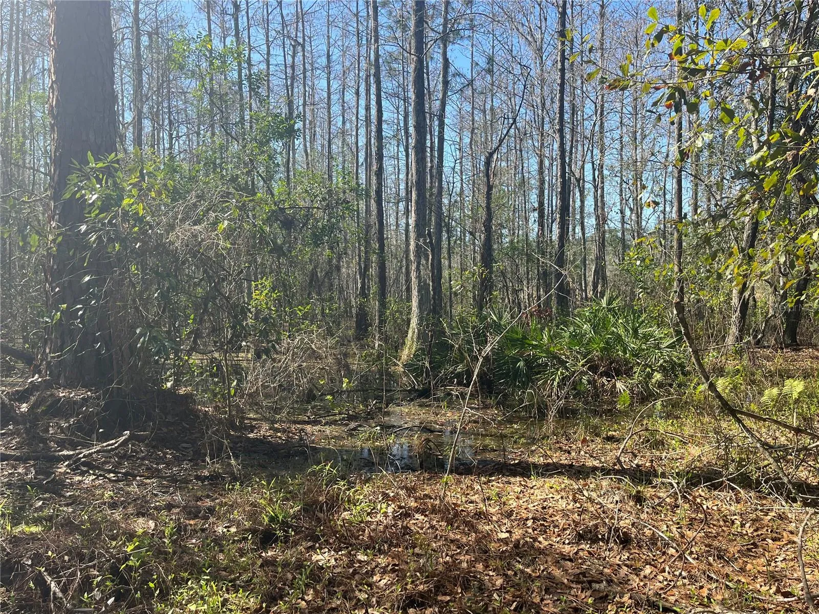 Water - Pond - Marsh