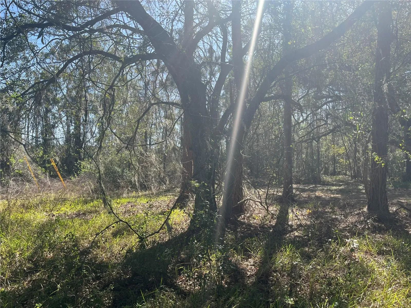 Sunlit Oak