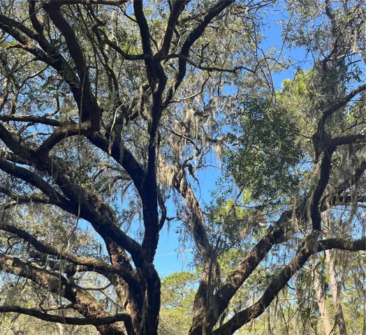 Giant Oak Tree