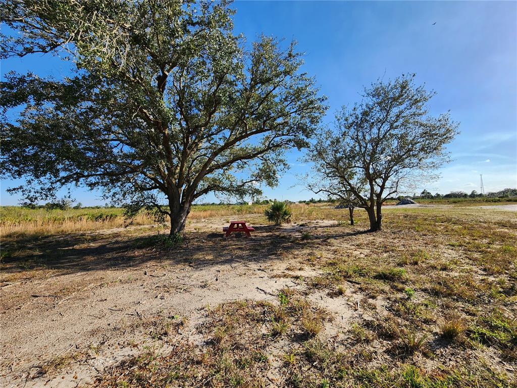 oak trees