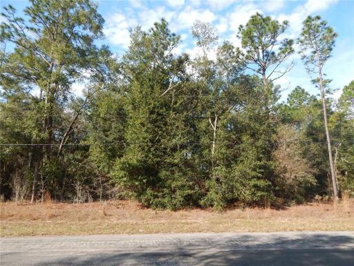 Picture of East side of the lot
