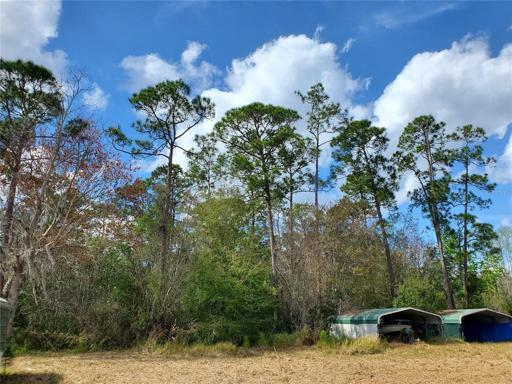 Large Variety of trees: Oak, Maple, Pine all  mixed together