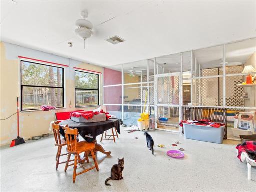 indoor cat playroom 1