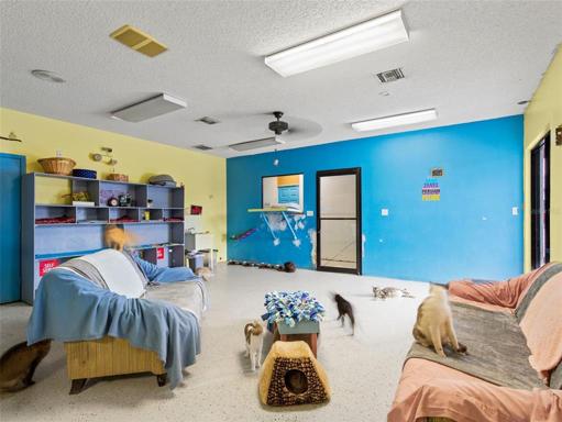 indoor cat playroom 2