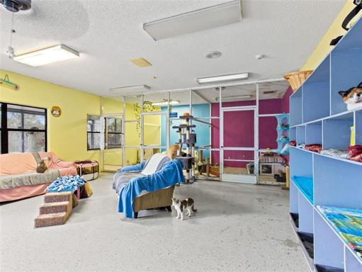 indoor cat playroom 2
